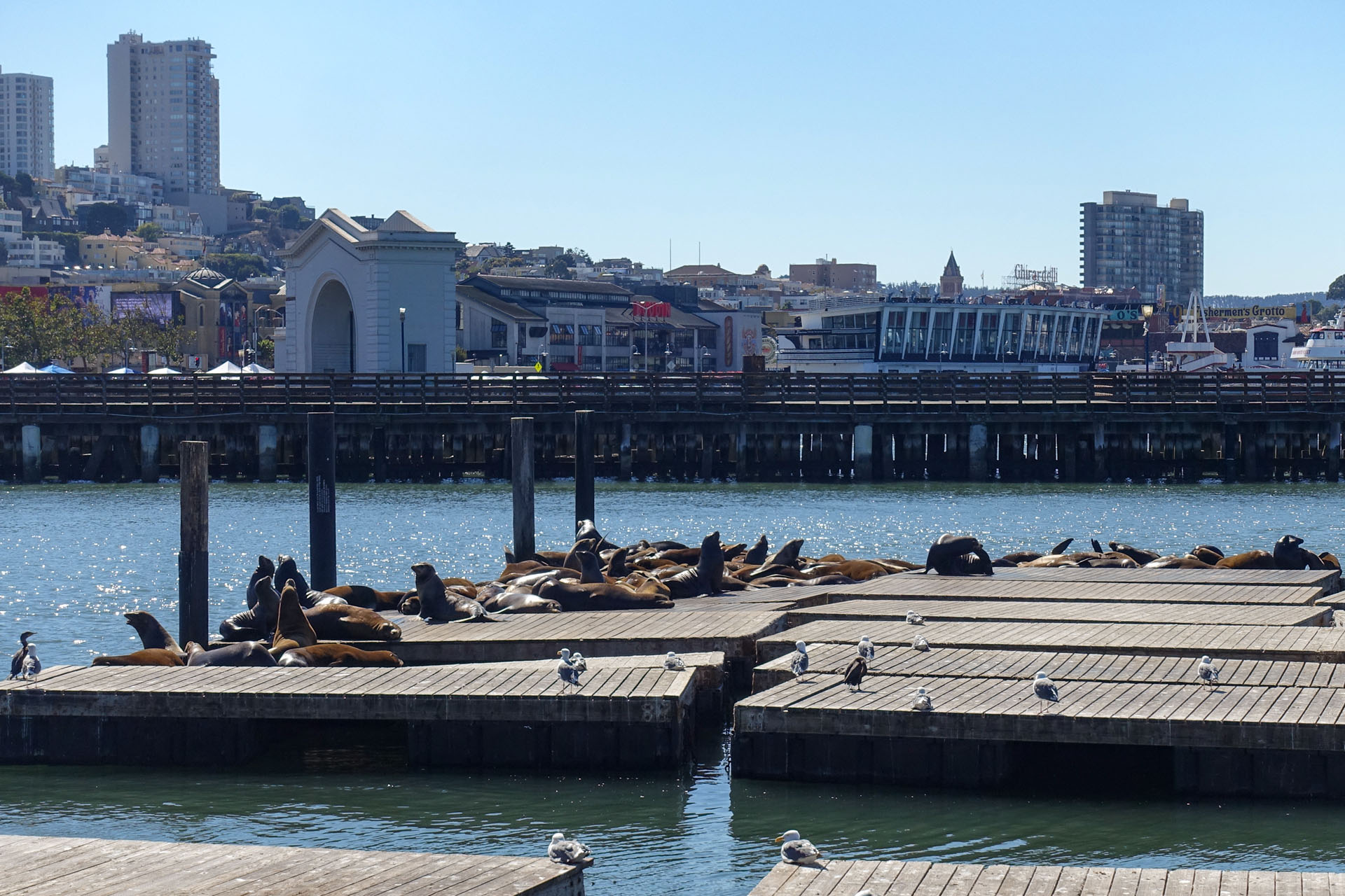 Sea lions at Pier 39 in San Francisco
